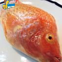紅尼羅魚