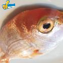 赤宗魚