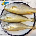 黃魚(大中小)