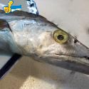 白帶魚