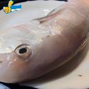 馬頭魚(白)
