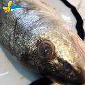 孔雀魚(綿魚)