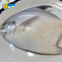 白昌魚