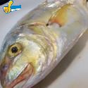 甘仔魚