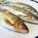 香魚