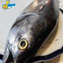 煙仔虎魚