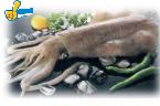 軟絲