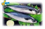 挪威薄鹽鯖魚