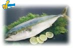 青甘魚
