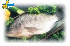 潮鯛魚