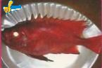 大目鰱