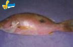 赤筆魚