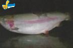 鲑魚