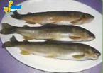 香魚