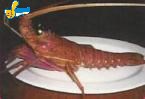 生龍蝦